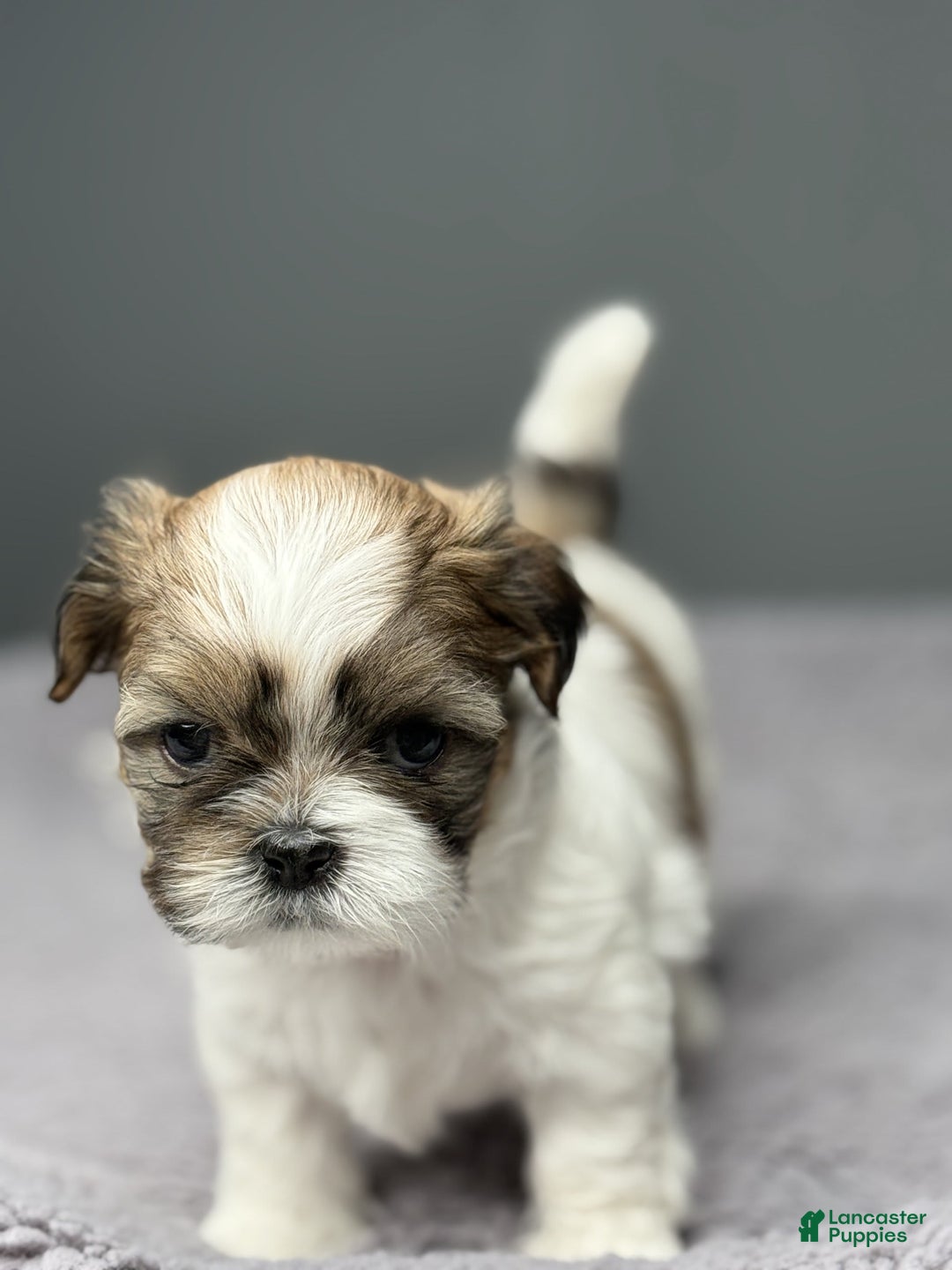 Shih Tzu dogs for sale: Bella - Image 9