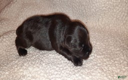 Miniature Schnauzer dogs for sale: Girl3 - Image 4