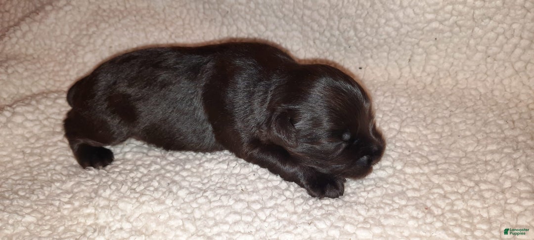 Miniature Schnauzer dogs for sale: Girl3 - Image 4