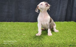 Catahoula Leopard Dog dogs for sale: Diamond 2025 F1 - Image 6