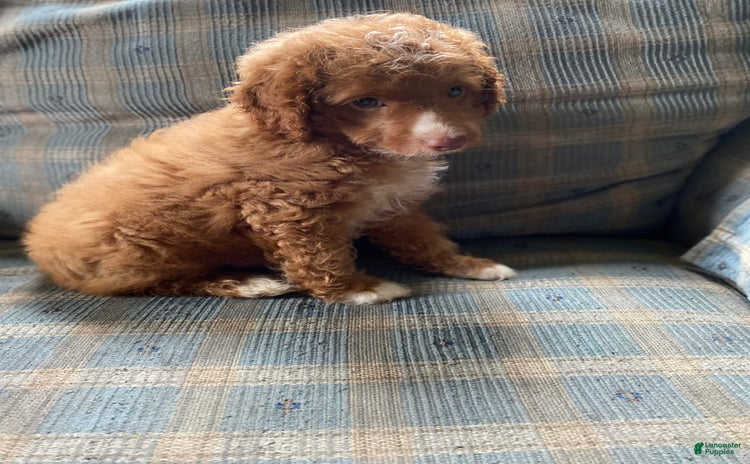 Miniature Poodle dogs for sale - Ad 1