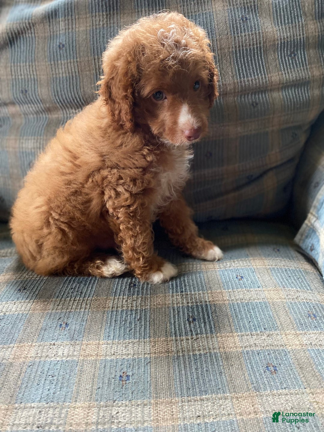 Miniature Poodle dogs for sale: Hank - Image 1