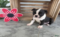Boston Terrier dogs for sale: Bowser - Image 1