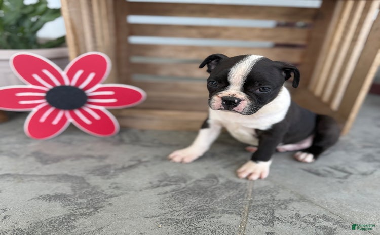 Boston Terrier dogs for sale - Ad 4
