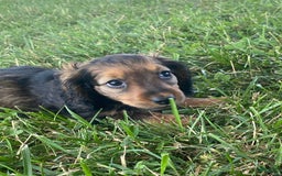 Dachshund dogs for sale: Dora - Image 5