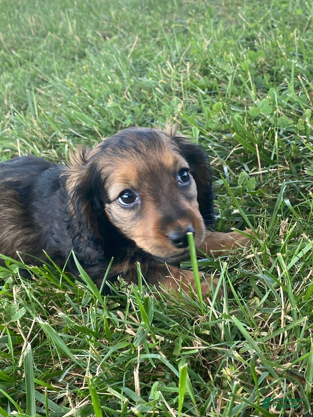 Dachshund dogs for sale: Dora - Image 5