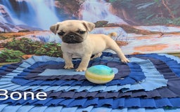 Pug dogs for sale: T-bone - Image 2