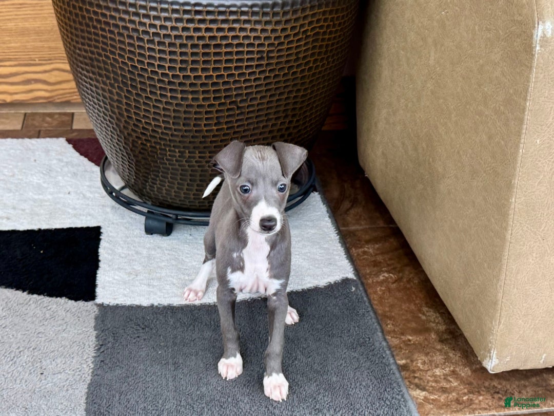 Italian Greyhound dogs for sale: Donny - Image 10