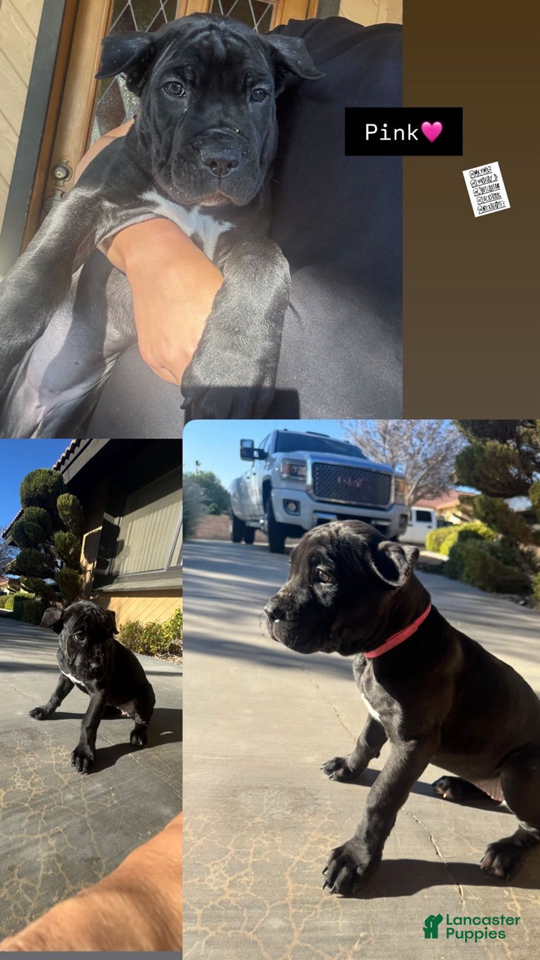 Cane Corso dogs for sale: Pink - Image 1