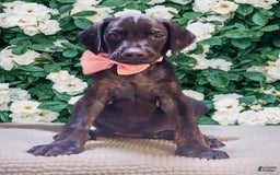 Doberman Pinscher dogs for sale: Melanistic 1 - Image 2