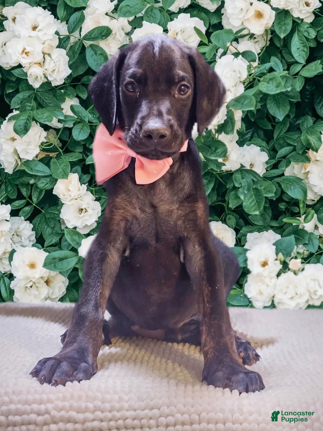Doberman Pinscher dogs for sale: Melanistic 1 - Image 2