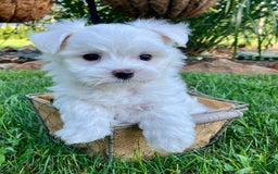 Maltese dogs for sale: Leo - Image 5