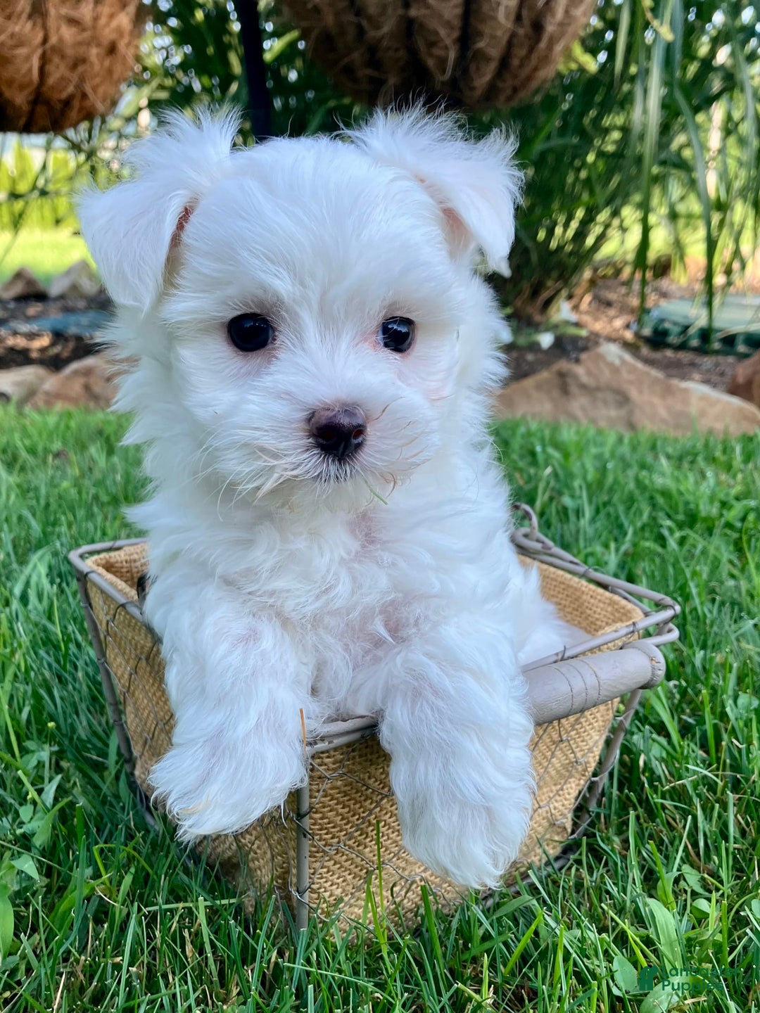 Maltese dogs for sale: Leo - Image 5