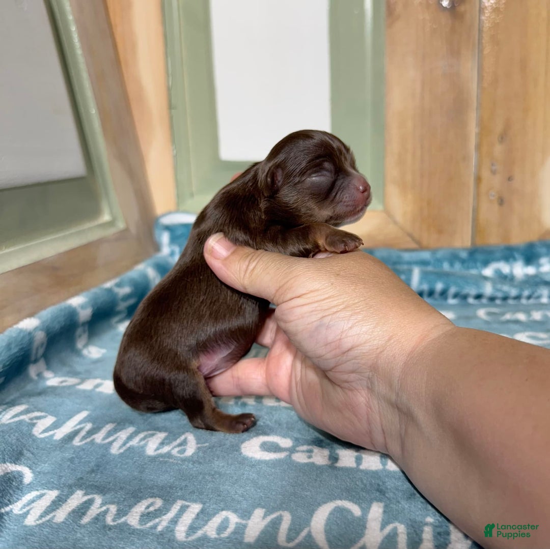 Chihuahua dogs for sale: Theodore Chocolate Lc - Image 1