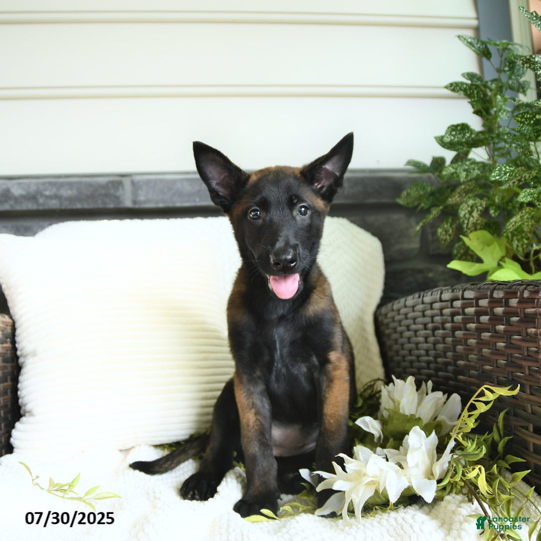 Belgian Malinois dogs for sale: Avalon - Image 1