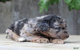 Standard Poodle dogs for sale: Rome Moyen - Image 13