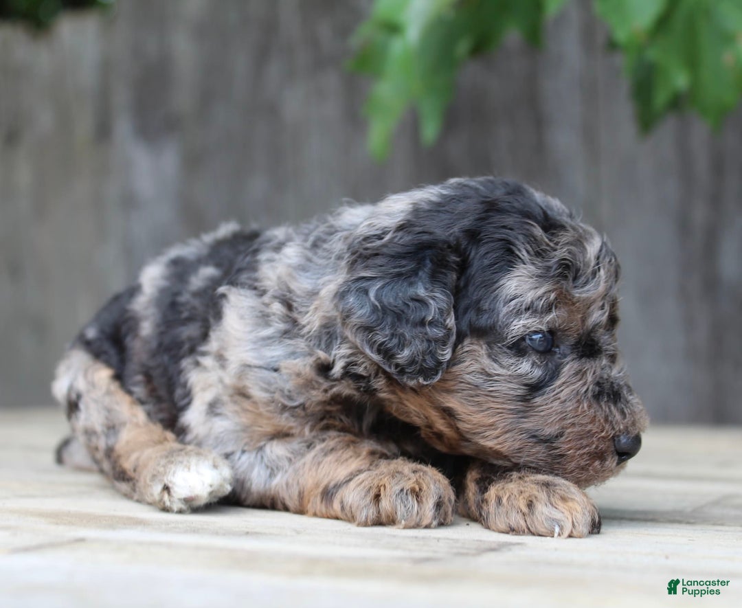 Standard Poodle dogs for sale: Rome Moyen - Image 13