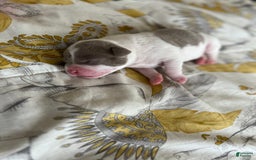 American Bully dogs for sale: Charlie - Image 7