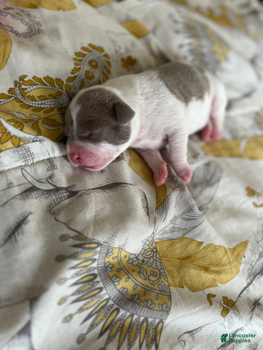 American Bully dogs for sale: Charlie - Image 7
