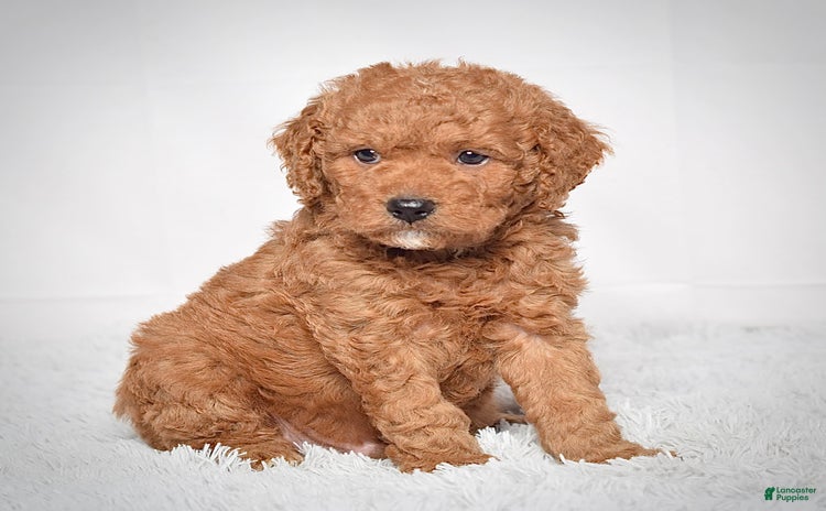 Mini Goldendoodle dogs for sale - Ad 4