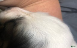 Great Pyrenees dogs for sale: Tinker Bell - Image 5