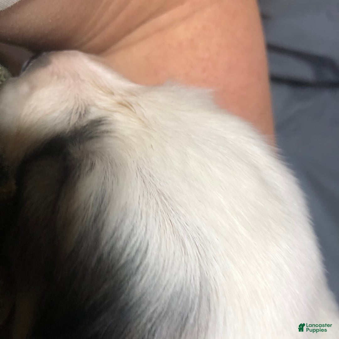 Great Pyrenees dogs for sale: Tinker Bell - Image 5
