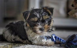 Yorkshire Terrier dogs for sale: Berry - Image 5