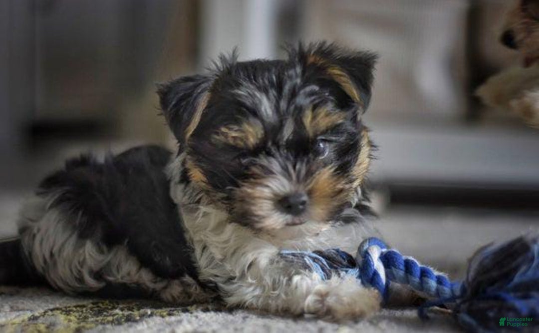 Yorkshire Terrier dogs for sale: Berry - Image 5
