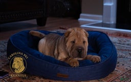 Shar Pei dogs for sale: Tati - Image 1