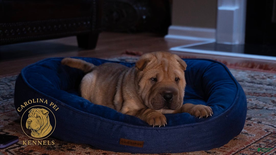 Shar Pei dogs for sale: Tati - Image 1