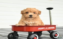Maltipoo dogs for sale: River - Image 1