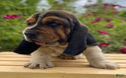 Basset Hound dogs for sale: Sadie - Image 15