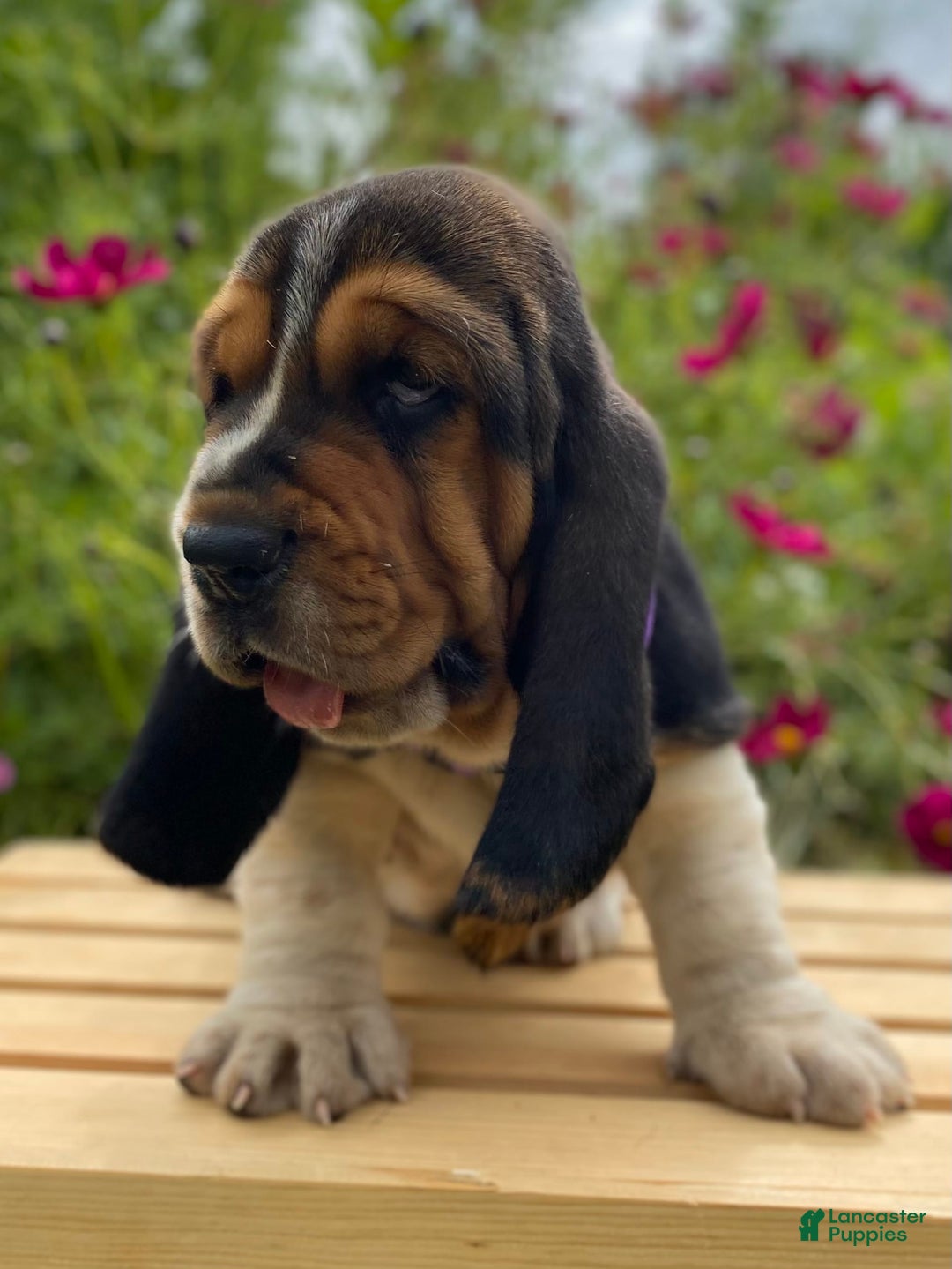Basset Hound dogs for sale: Sadie - Image 15
