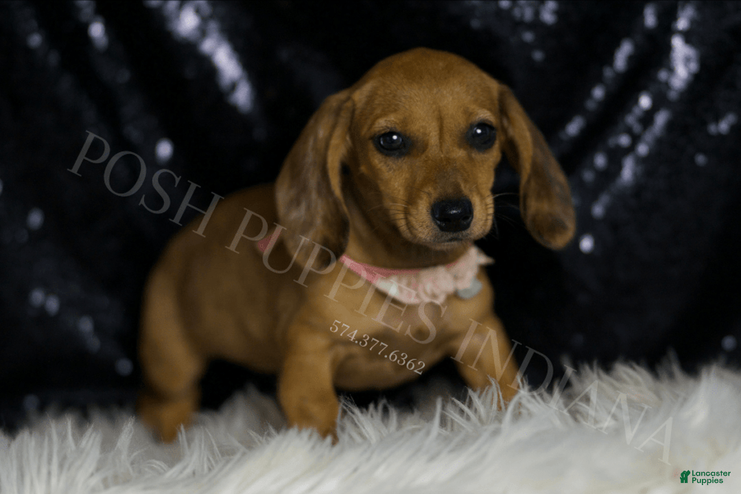 Miniature Dachshund dogs for sale: Meeka - Image 7