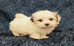 Havanese dogs for sale: Hayden - Image 3