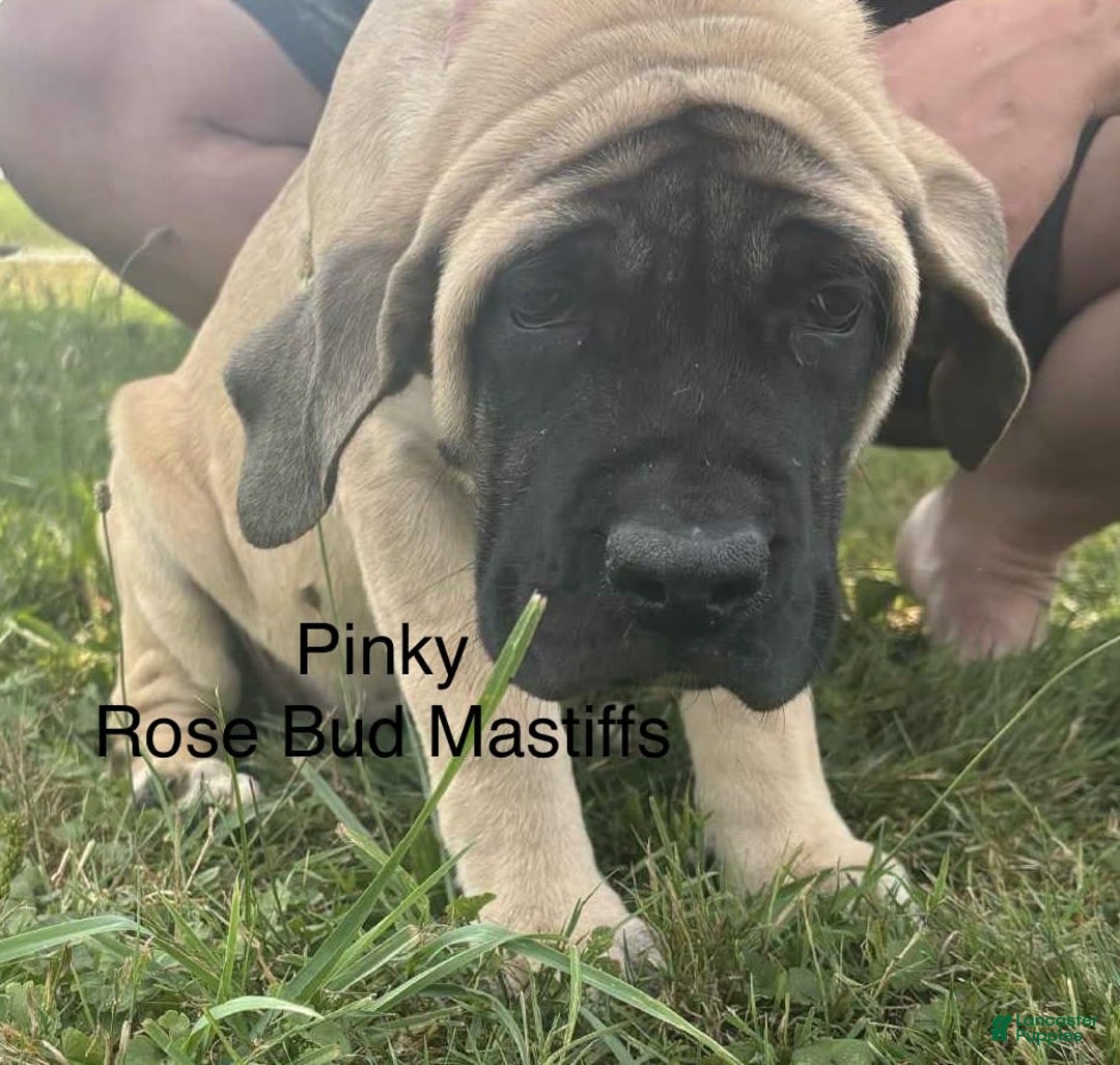 English Mastiff dogs for sale: Pinky - Image 5