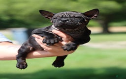 Shar Pei dogs for sale: Chongqin - Image 2