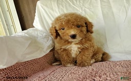 Mini Goldendoodle dogs for sale: Candie - Image 1
