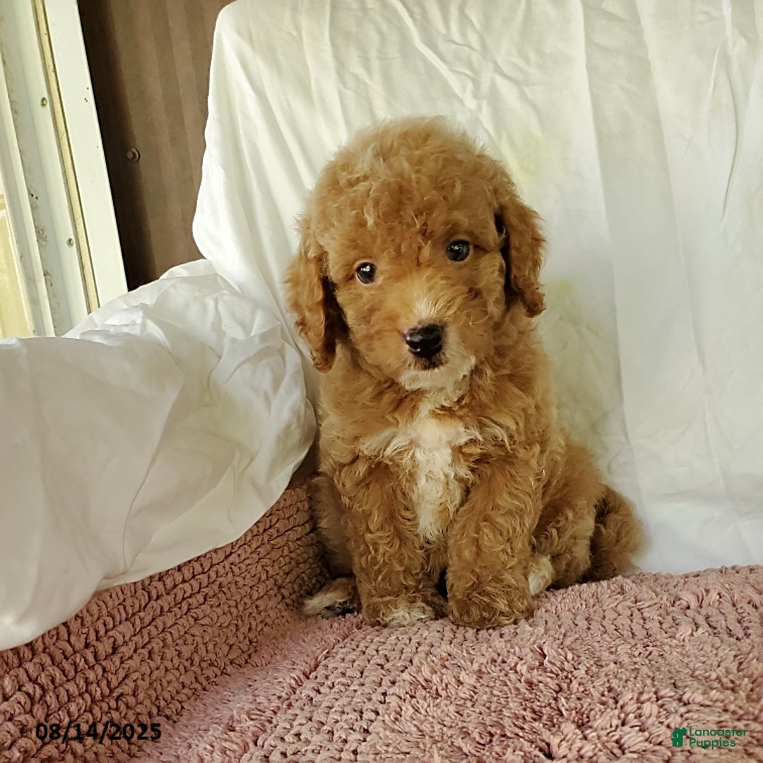 Mini Goldendoodle dogs for sale: Candie - Image 1