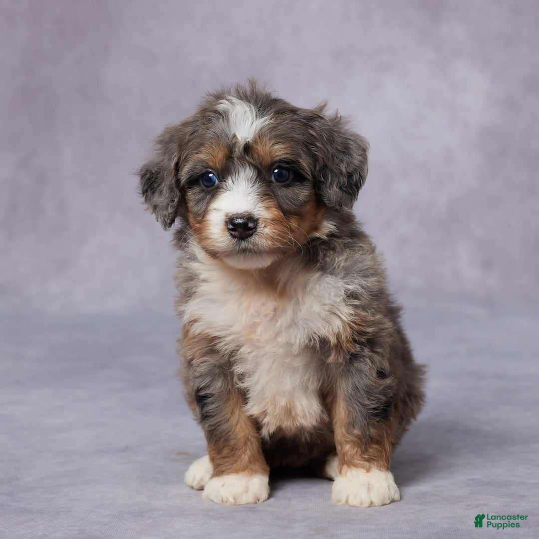 Mini Bernedoodle dogs for sale: Cali - Image 1