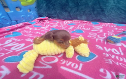 Dachshund dogs for sale: Tiny Girl Cecelia - Image 8
