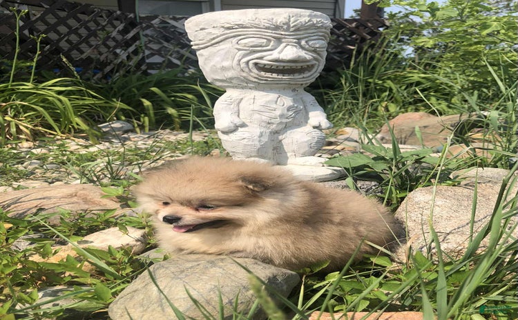 Pomeranian dogs for sale - Ad 2