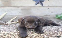 Labrador Retriever dogs for sale: Annabelle - Image 3