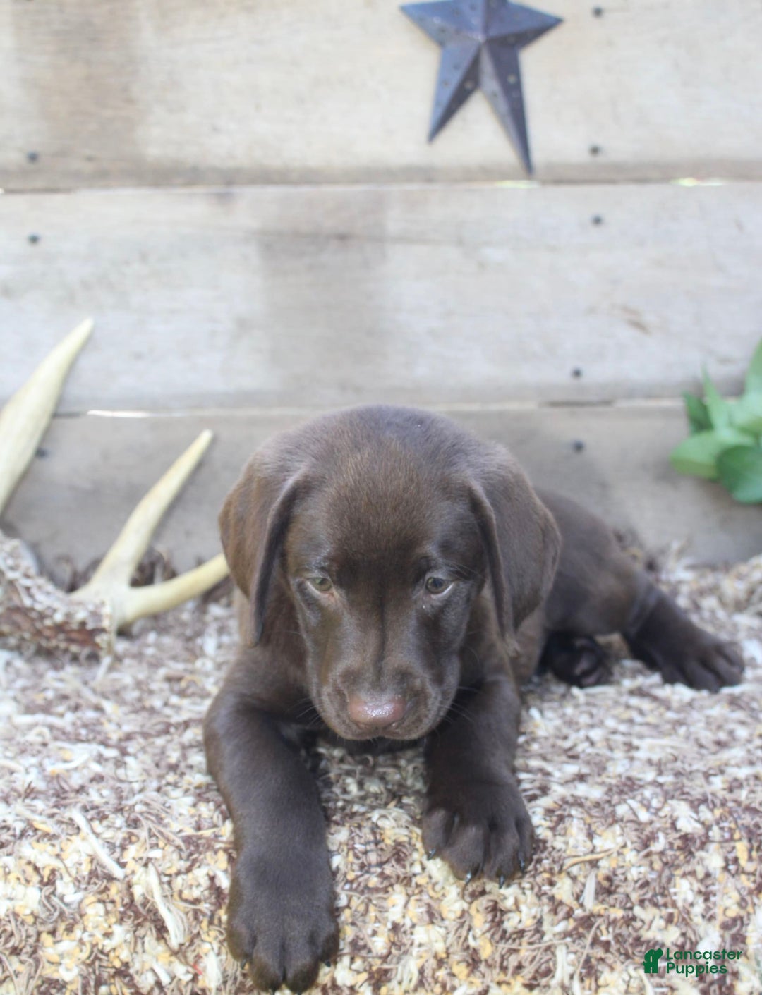 Labrador Retriever dogs for sale: Annabelle - Image 3
