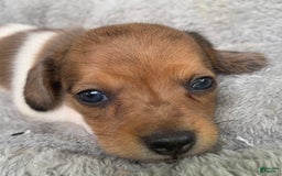 Miniature Dachshund dogs for sale: Baby Cooper - Image 1