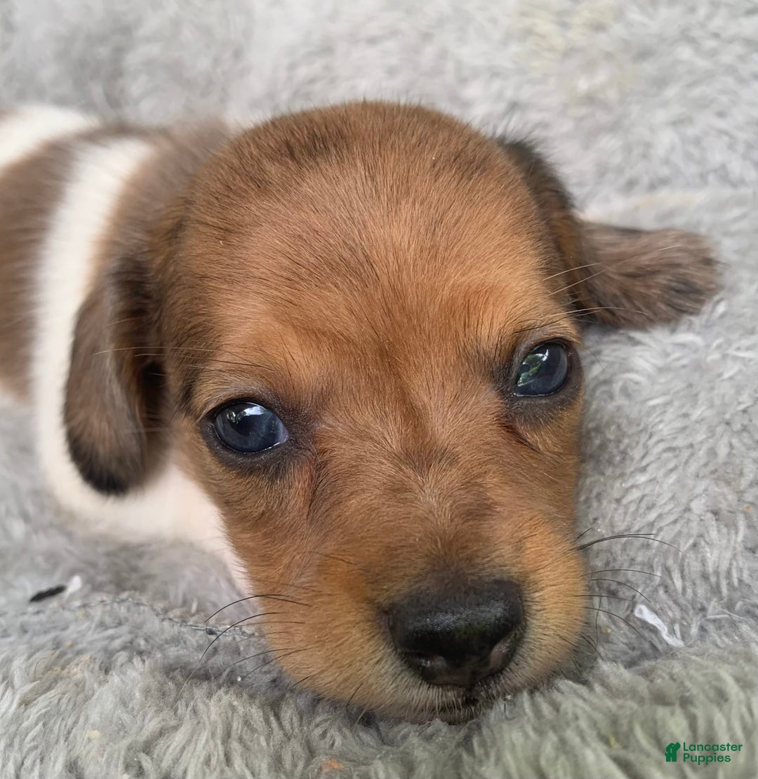Miniature Dachshund dogs for sale: Baby Cooper - Image 1