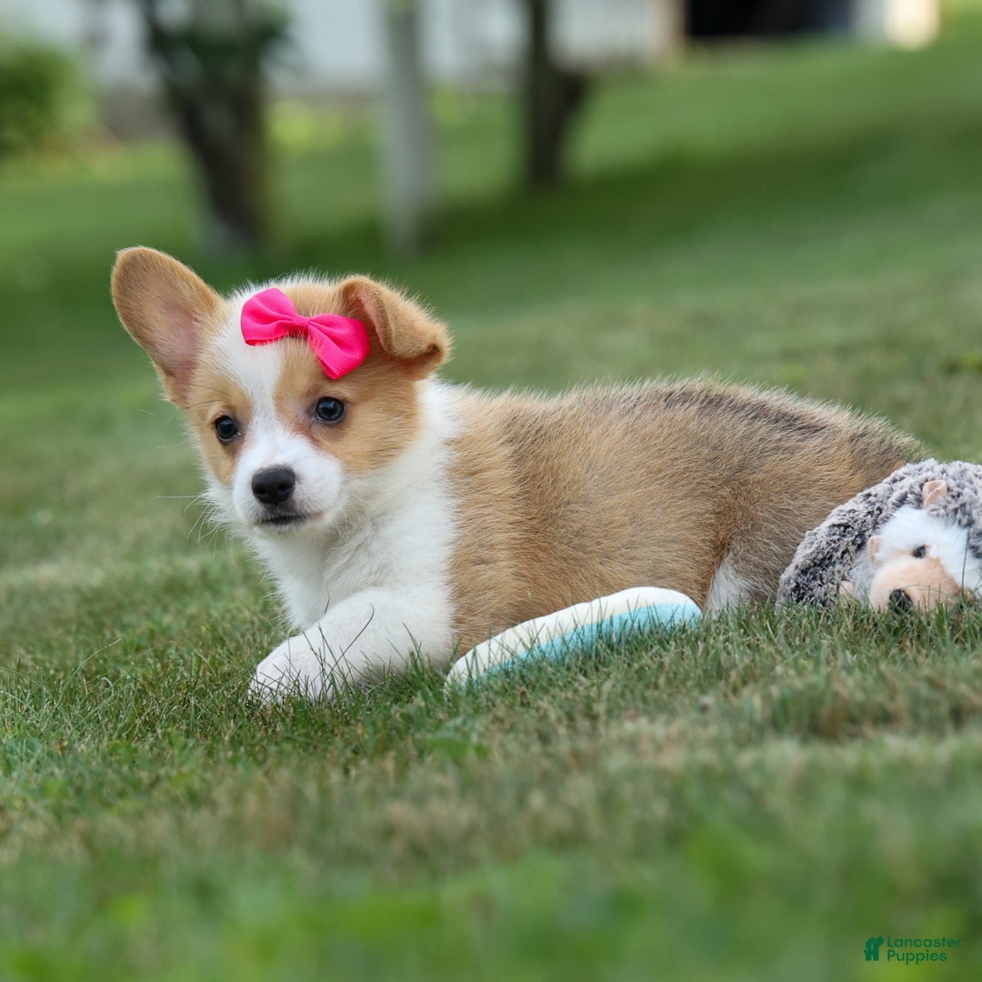Welsh Corgi Pembroke dogs for sale: Welsh Corgi (Pembroke) 5 puppies - Image 1