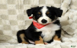 Miniature Australian Shepherd dogs for sale: Colby - Image 5