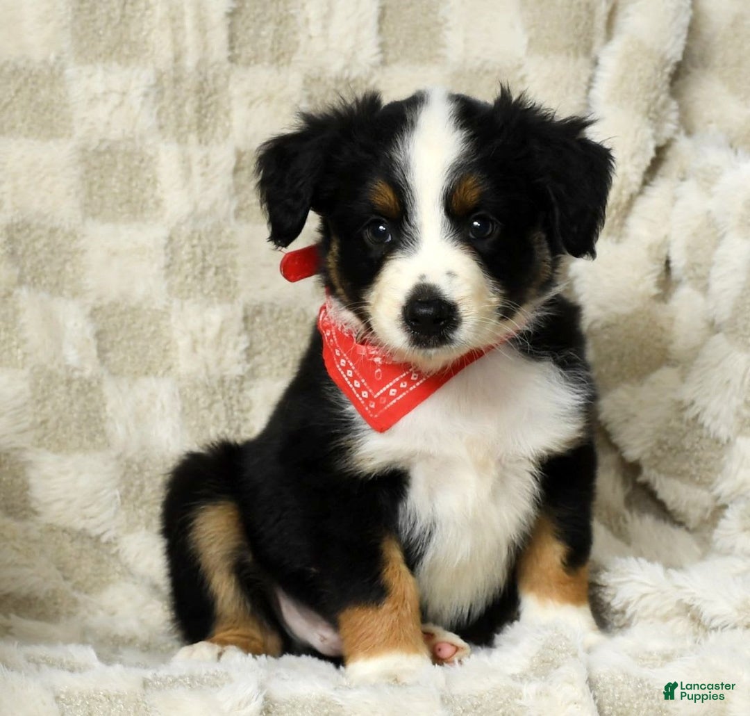Miniature Australian Shepherd dogs for sale: Colby - Image 5