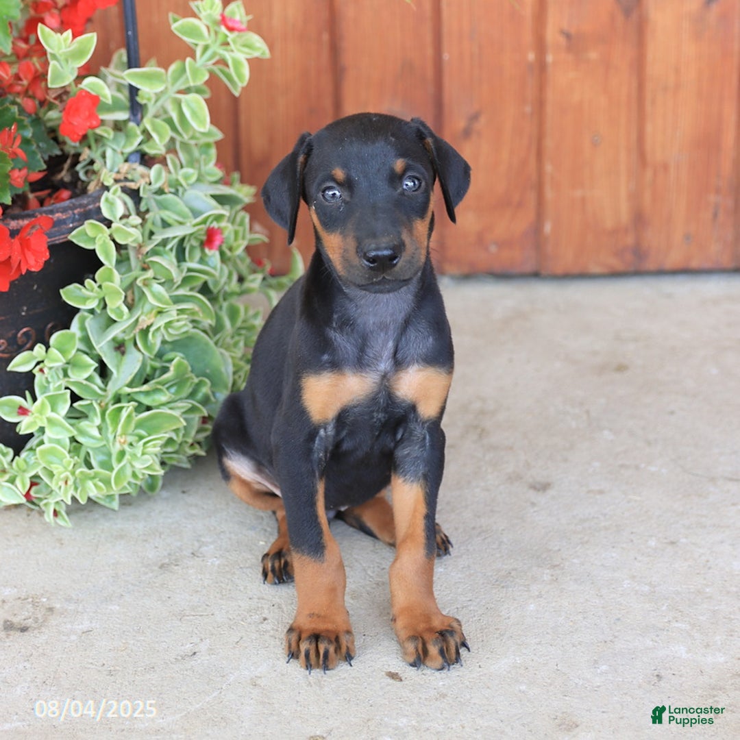 Doberman Pinscher dogs for sale: Destiny - Image 3